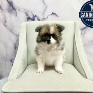 Pomeranian - 1994