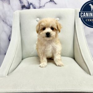 Maltipoo - 1993