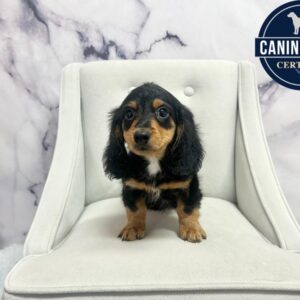 Dachshund - 1991