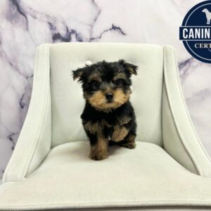 Yorkshire Terrier - 1989
