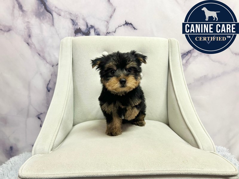 Yorkshire Terrier in Chicago, IL