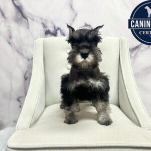 Miniature Schnauzer - 1986