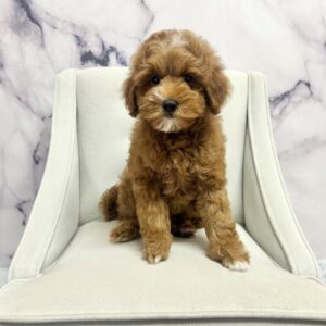 Cavapoo F1B - 1990
