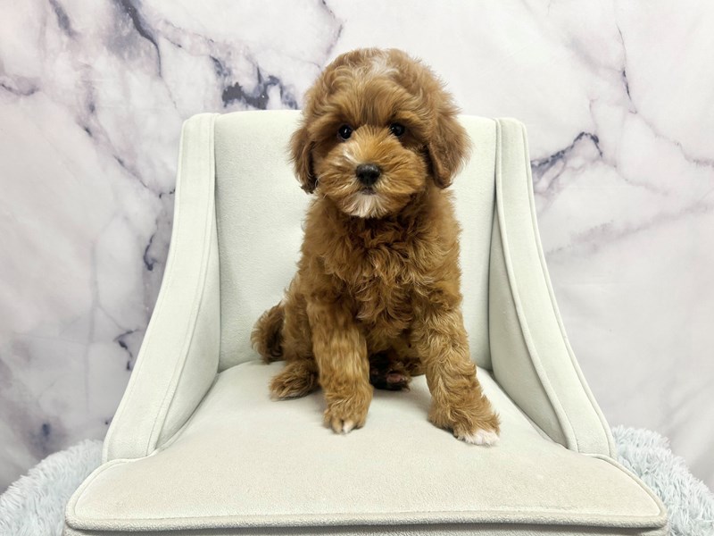 Cavapoo in Chicago, IL