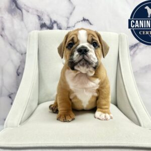 Miniature Bulldog - 1987