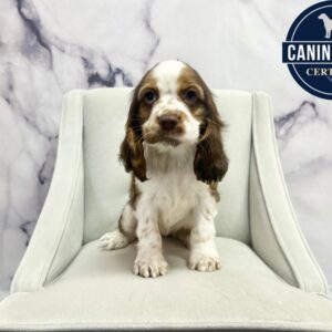 Cocker Spaniel - 1995