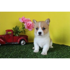 Pembroke Welsh Corgi - 1996