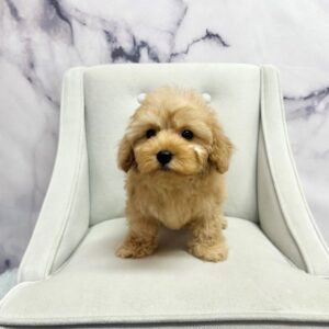 Cavapoo F1B - 2002