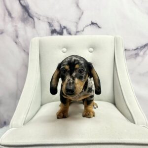 Miniature Dachshund - 2001