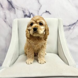 Cocker Spaniel - 2000